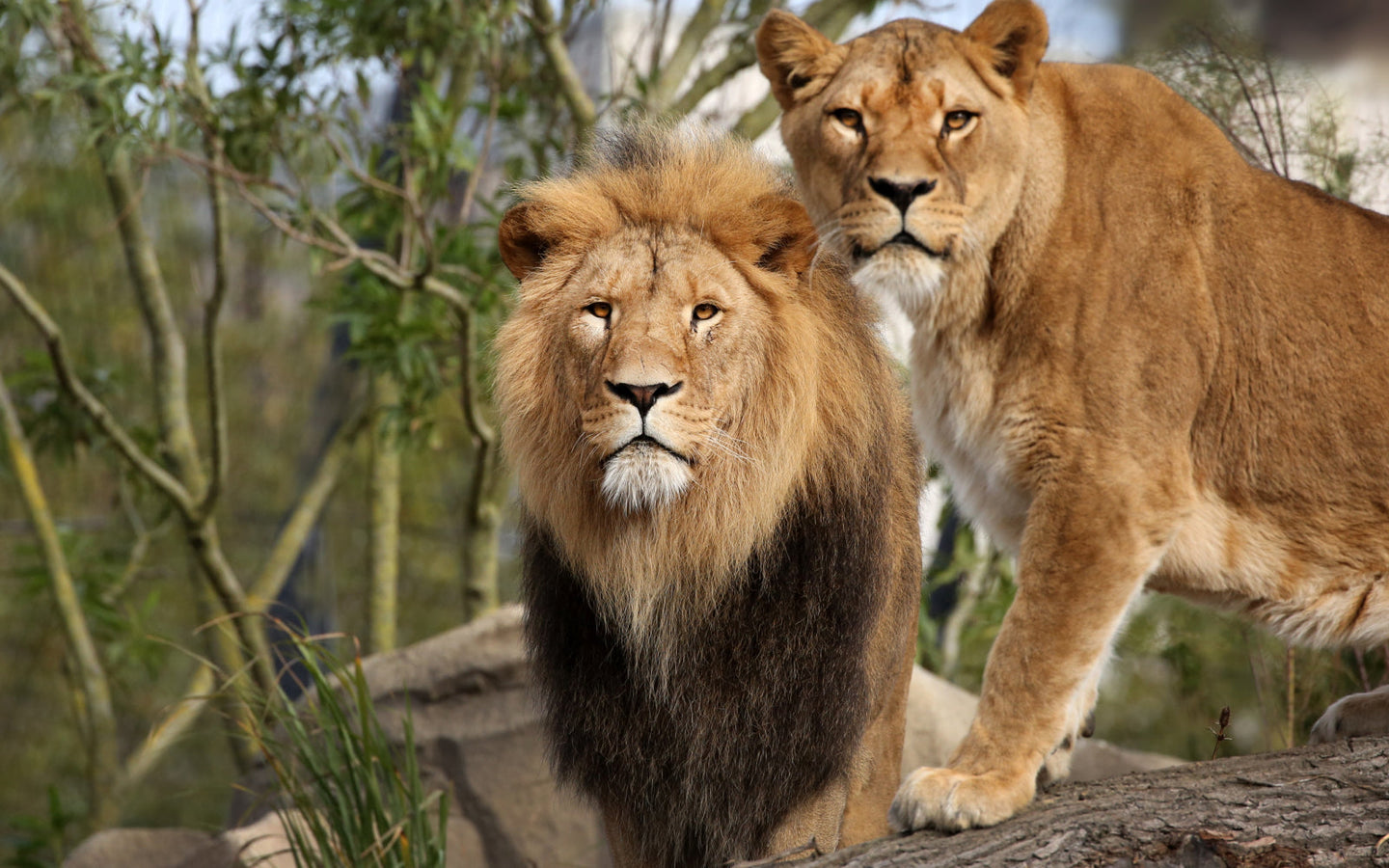 ARTIS-Park tickets met korting - afbeelding 7