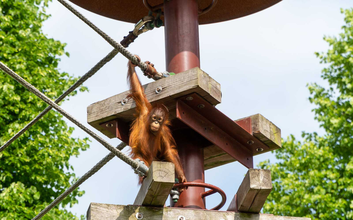 Ouwehands Dierenpark - afbeelding 6