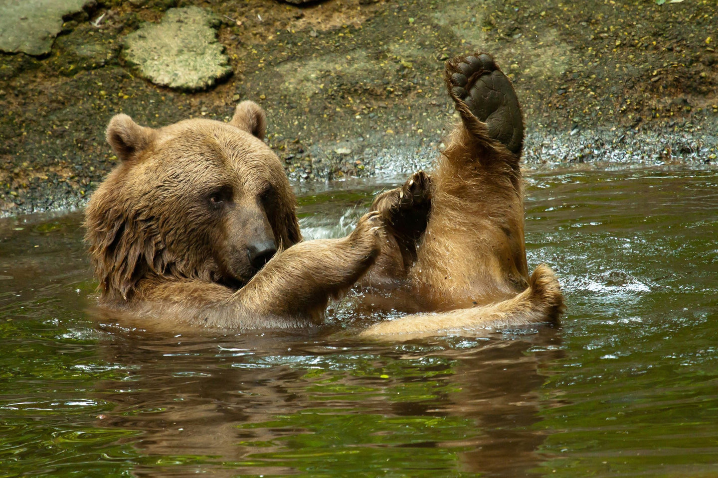 Ouwehands Dierenpark - afbeelding 3