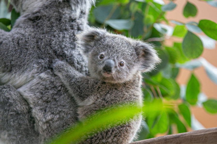 Ouwehands Dierenpark - afbeelding 1