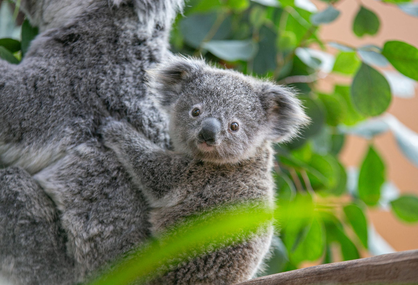 Ouwehands Dierenpark - afbeelding 1