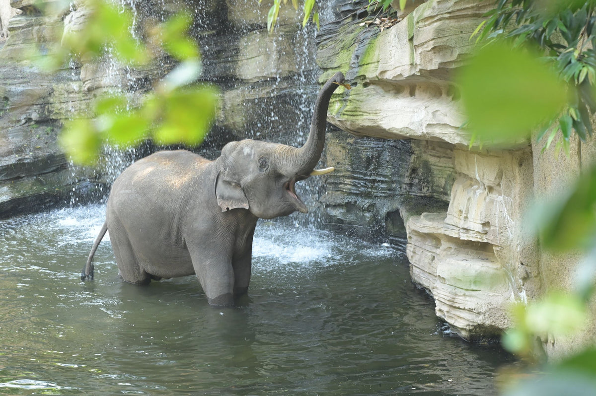 Wildlands Adventure Zoo Emmen - afbeelding 3