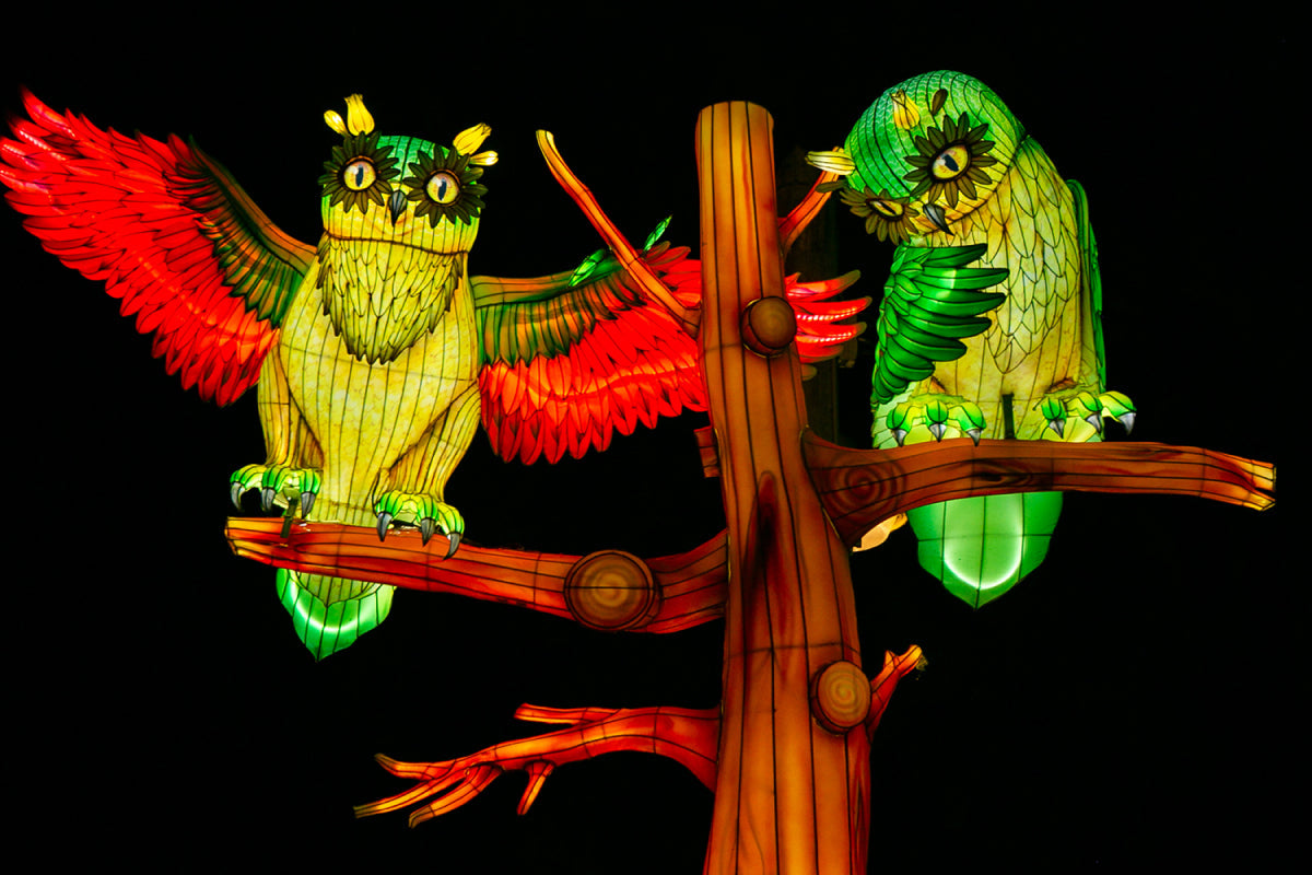 Ouwehands Dierenpark - Light Nights - afbeelding 8