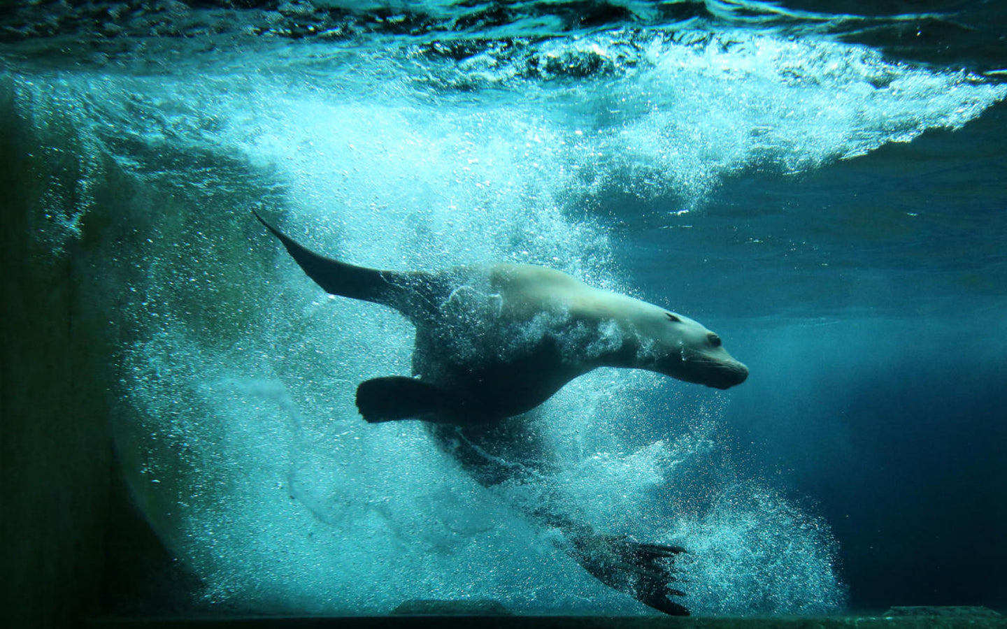 ARTIS-Park tickets met korting - afbeelding 20