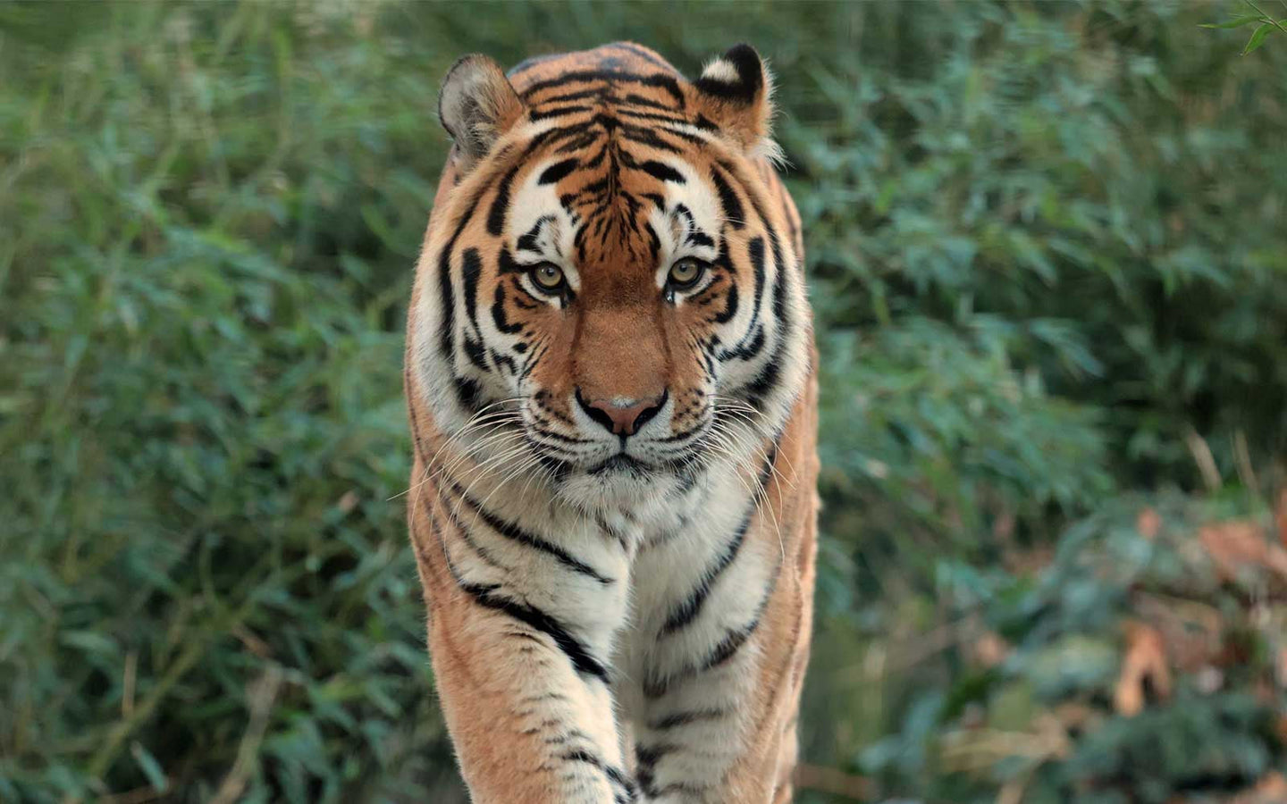 Ouwehands Dierenpark - afbeelding 5