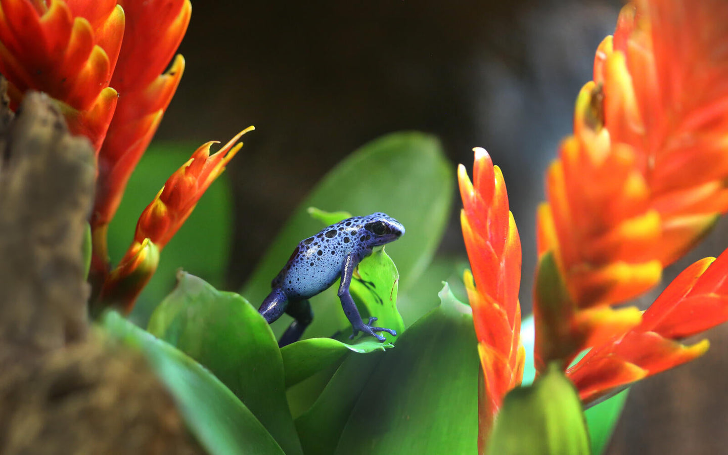 ARTIS-Park tickets met korting - afbeelding 18